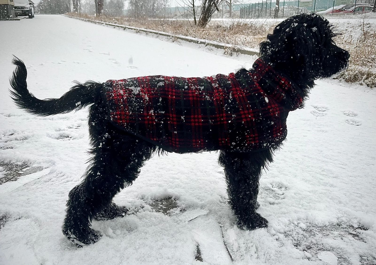 Fotografie Blondi - obrázek 19