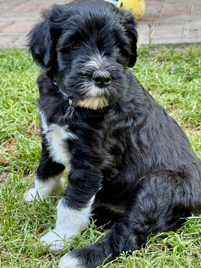 Artemis Cão Salgado — fena portugalského vodního psa
