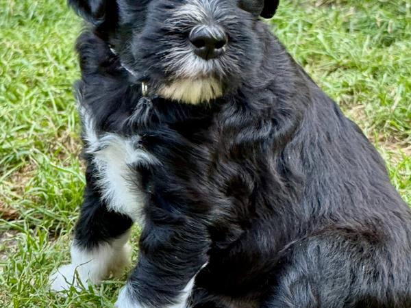 Artemis Cão Salgado — Mína