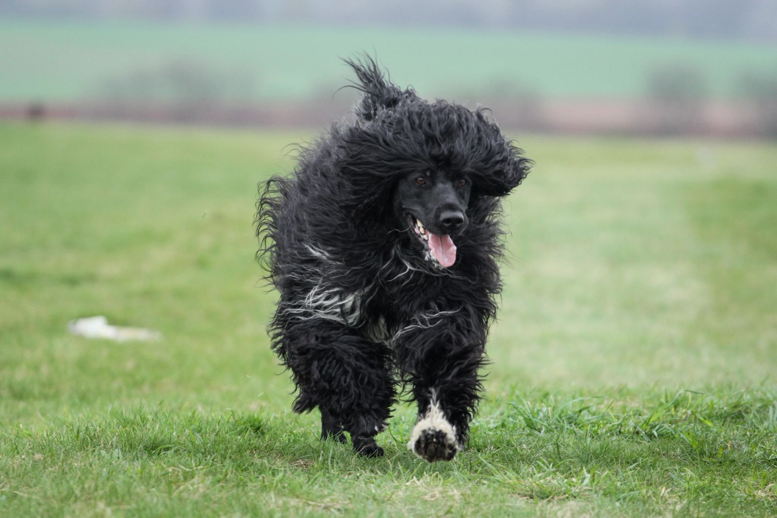 Fotografie Blondi - obrázek 7