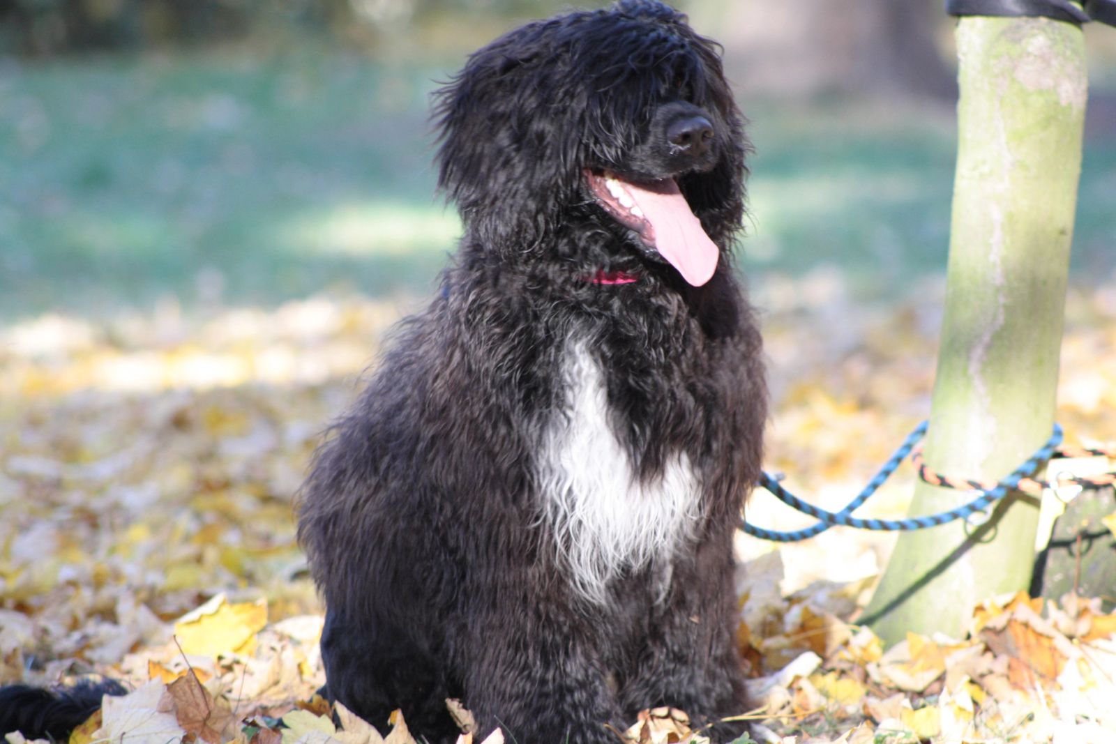 Fotografie Blondi - obrázek 18