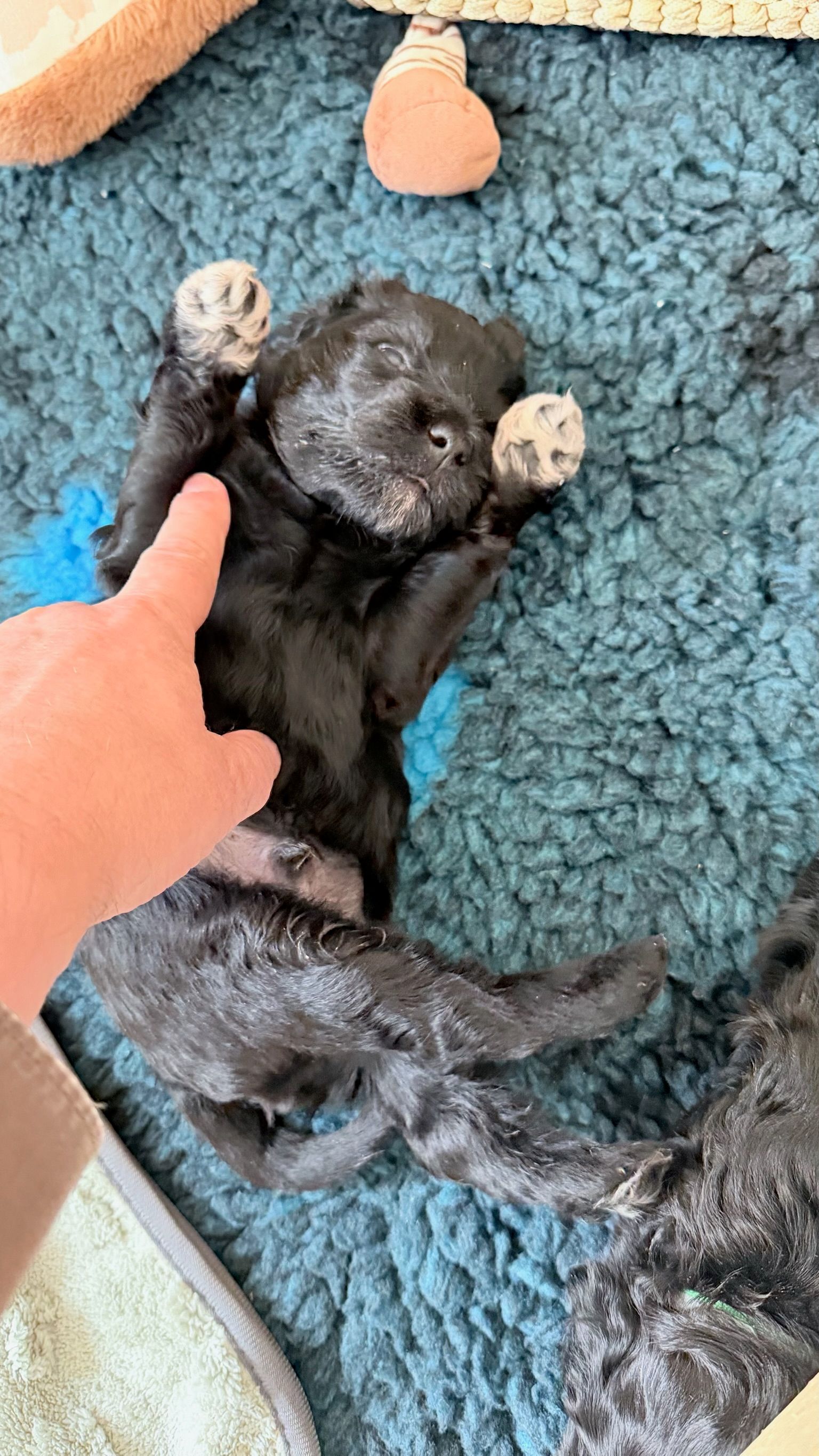 Štěňata vrhu A Cão Salgado — hra a první pranice