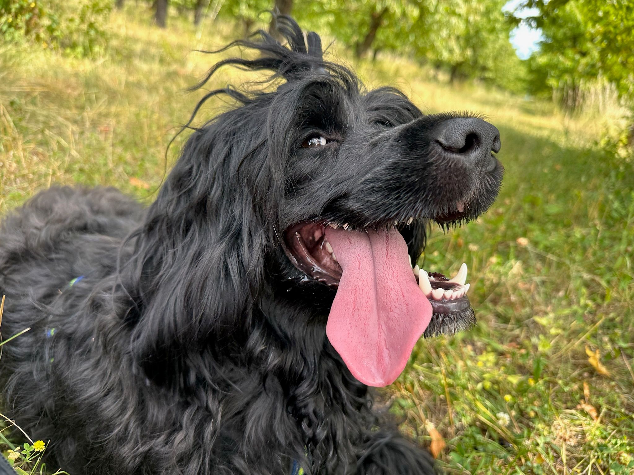🐾 Očekáváme štěňátka portugalského vodního psa (květen 2026)