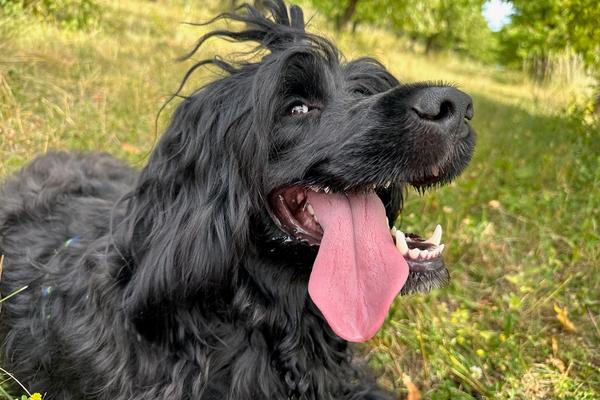 🐾 Očekáváme štěňátka portugalského vodního psa (květen 2026)