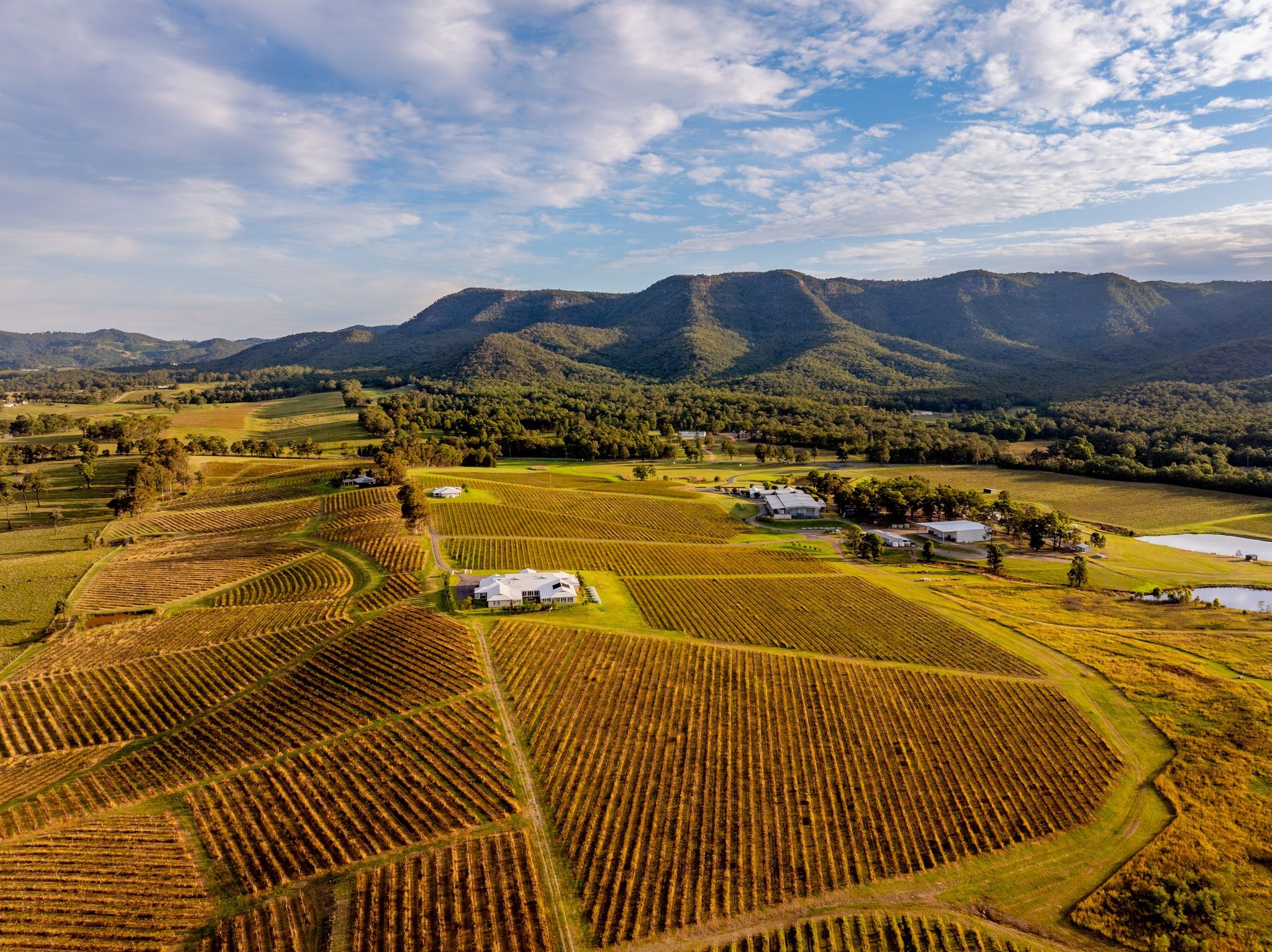 Leogate Estate vineyard in the Hunter Valley photographed for Austrade National Brand Image Library