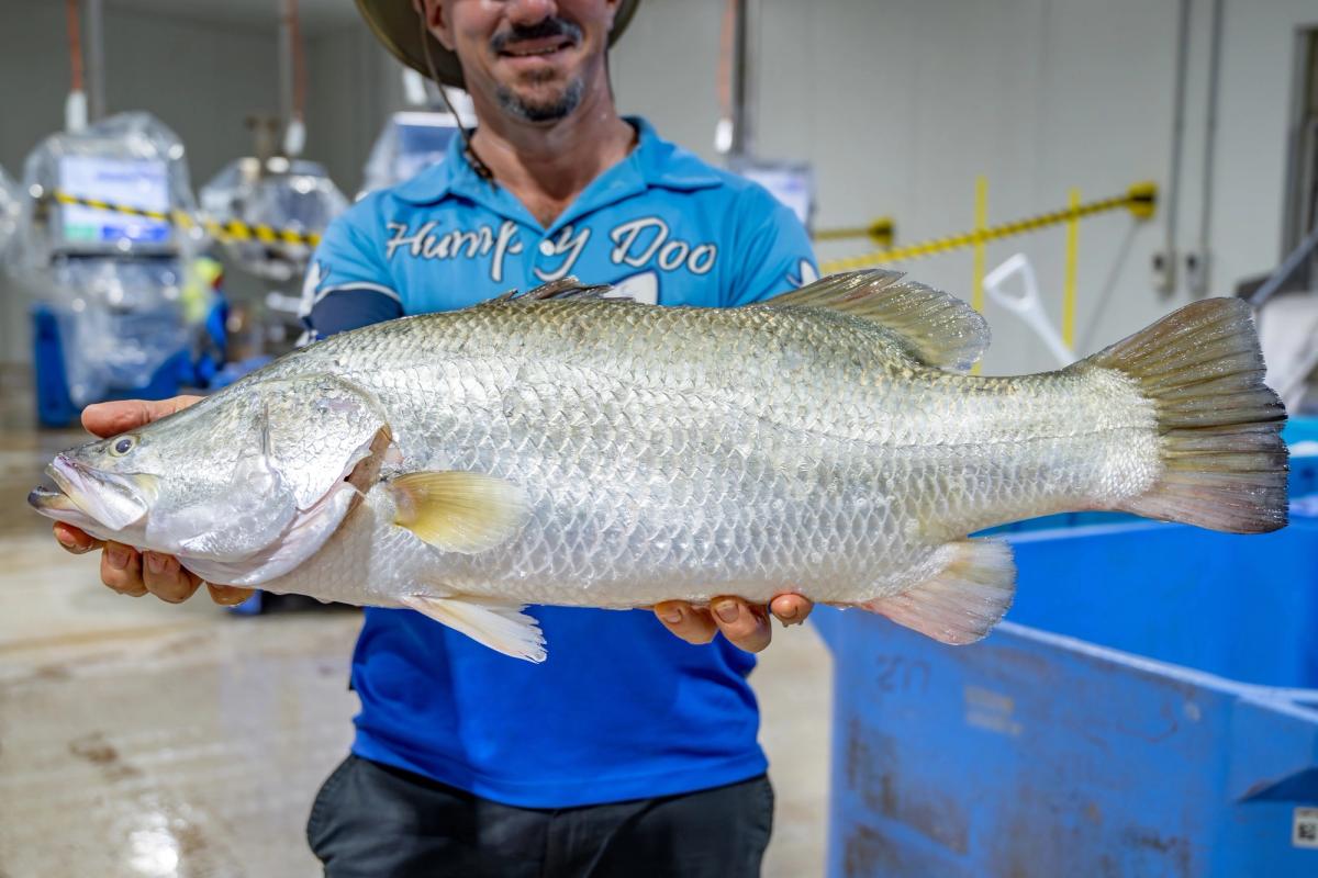 Team member at Humpty Doo Barramundi holding up a large market-size saltwater barramundi in the processing facility.
