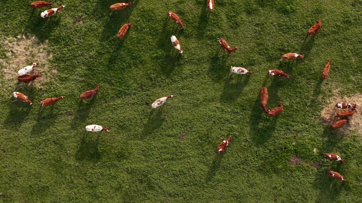 CASA licensed drone photography of cattle grazing on pasture in regional Victoria