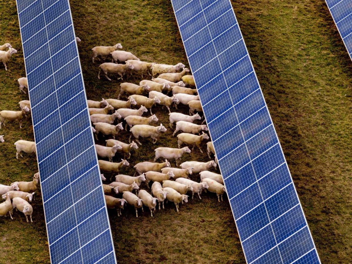 Sheep grazing under solar panels at Darlington Point solar farm for Austrade and Octopus Energy