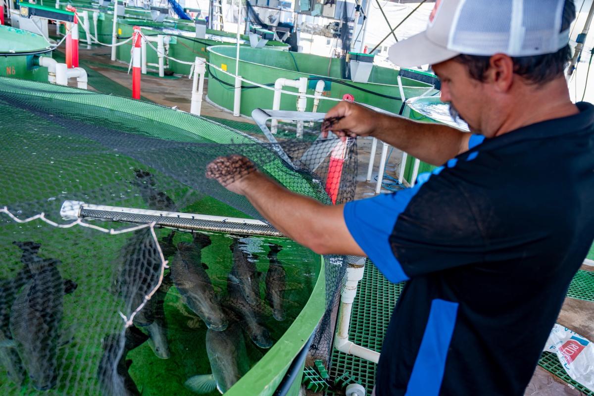 Hatchery worker at Humpty Doo Barramundi's Channel Island research facility using a net to work with juvenile barramundi in circular green tanks.