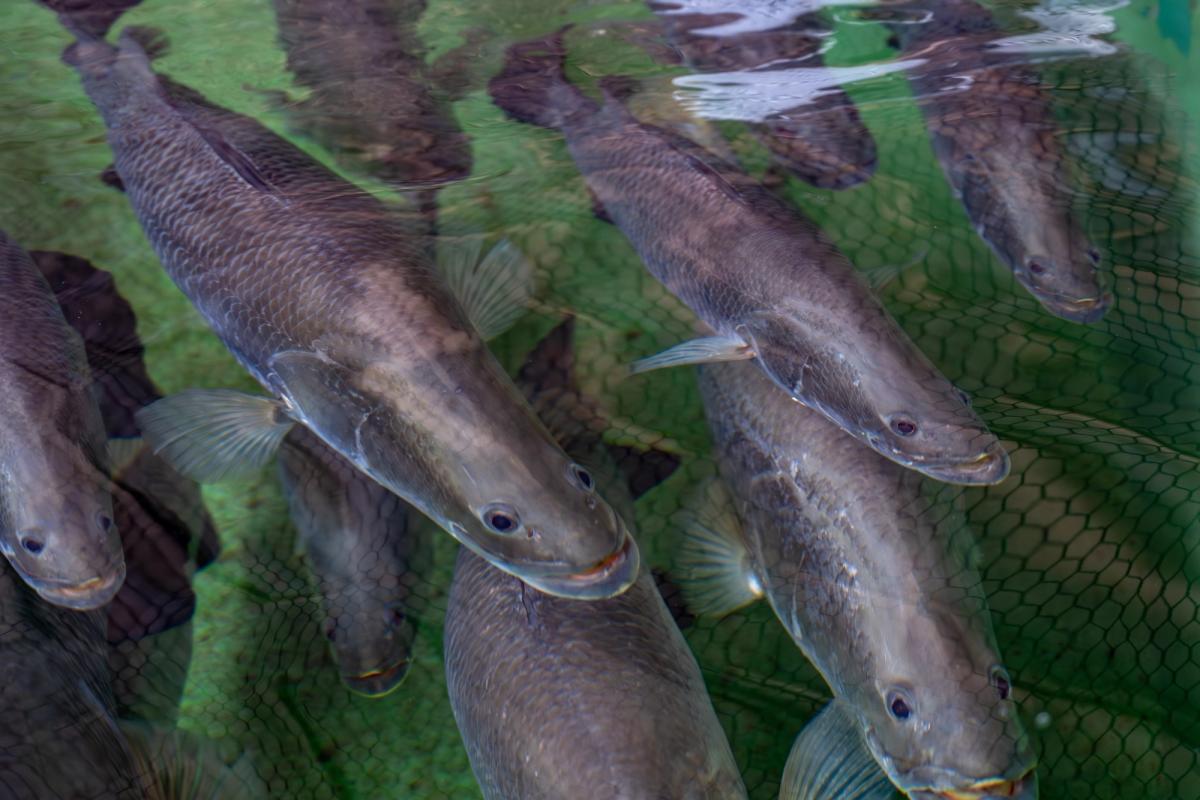 Underwater view of adult breeding stock barramundi swimming in a tank at Humpty Doo Barramundi's Channel Island research facility.