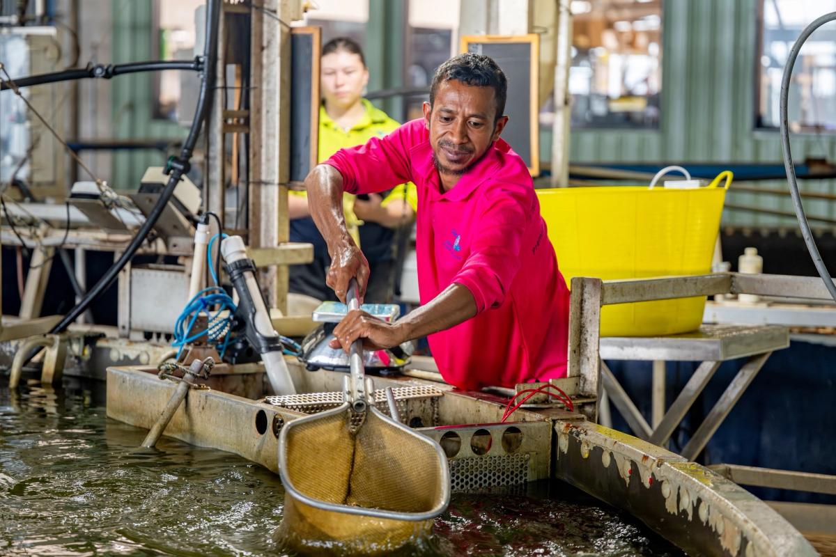 Humpty Doo Barramundi worker in a pink polo shirt using a dip net over a holding tank while a colleague observes in the background, Northern Territory.