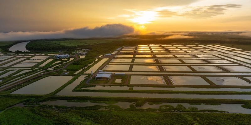 Aerial view of Humpty Doo Barramundi farm at sunrise, showing the grid of aquaculture ponds reflecting early morning light with the Adelaide River curving through the landscape and low cloud rolling across the distant floodplain.