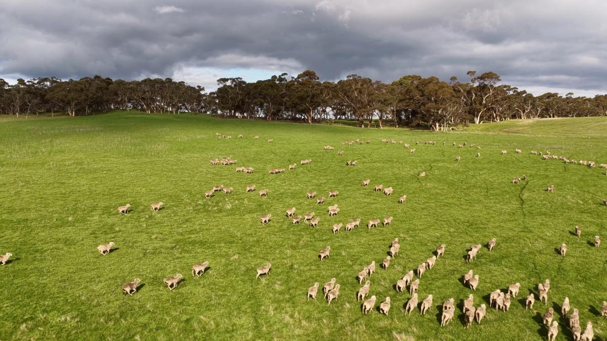 Drone photography of a flock of sheep grazing on Australian farmland