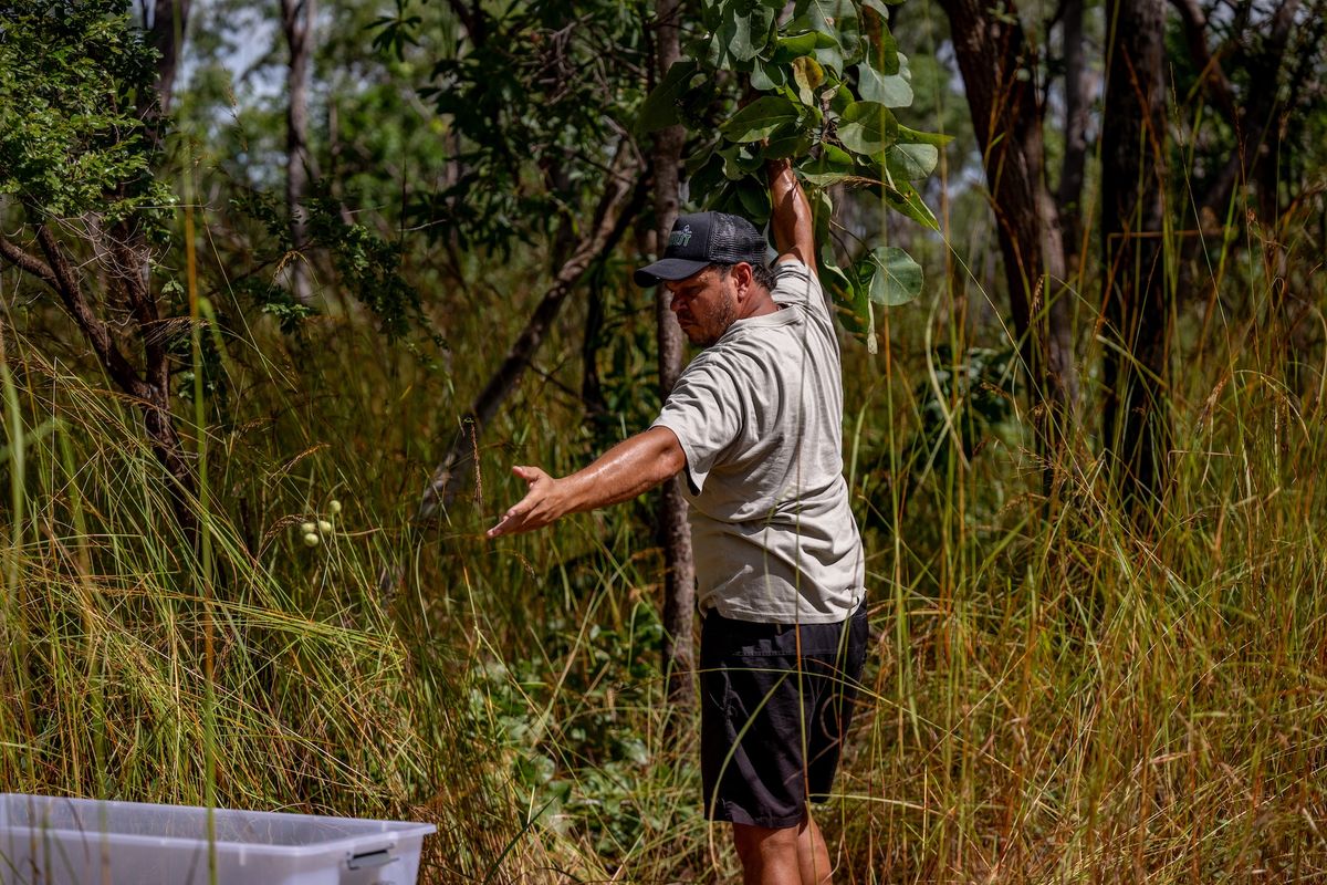 Aboriginal Community Harvest in Darwin photographed for Austrade