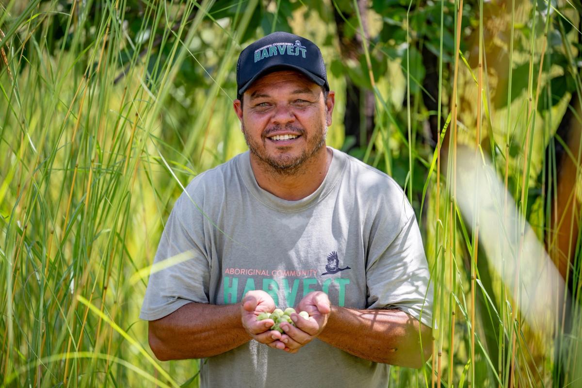 Indigenous elder foraging Kakadu plum for Aboriginal Community Harvest and Austrade