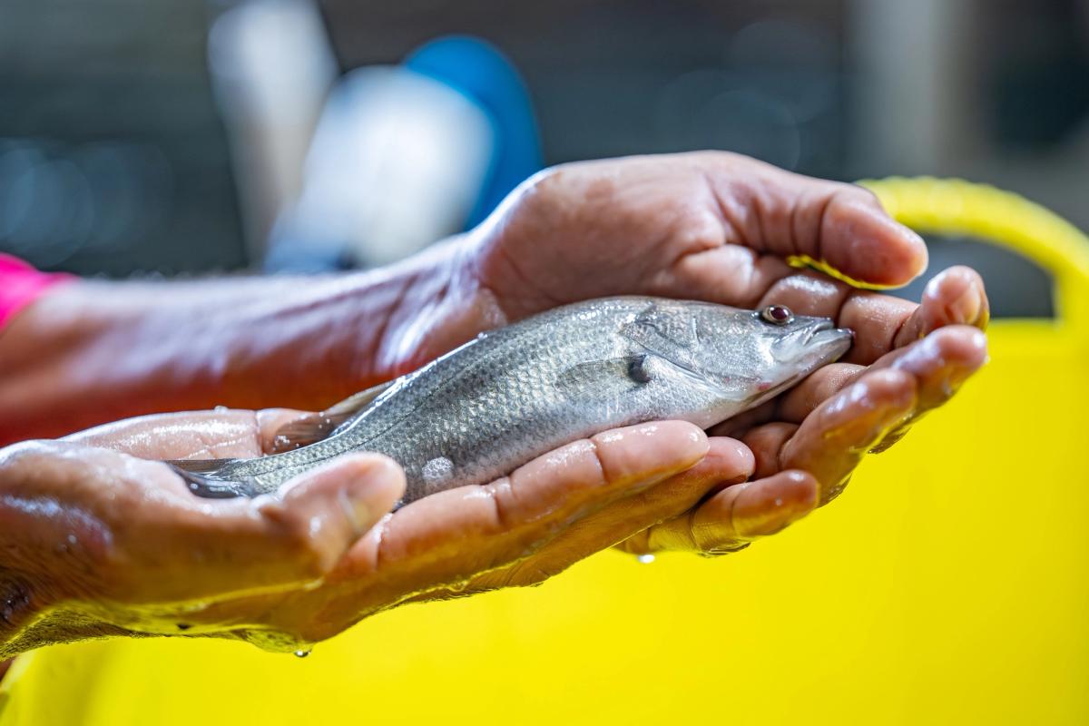 Hands cradling a juvenile barramundi over a yellow tub at Humpty Doo Barramundi, Northern Territory.