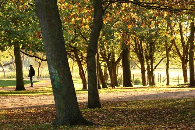 Looking through autumn trees in a park with a figure in the distance
