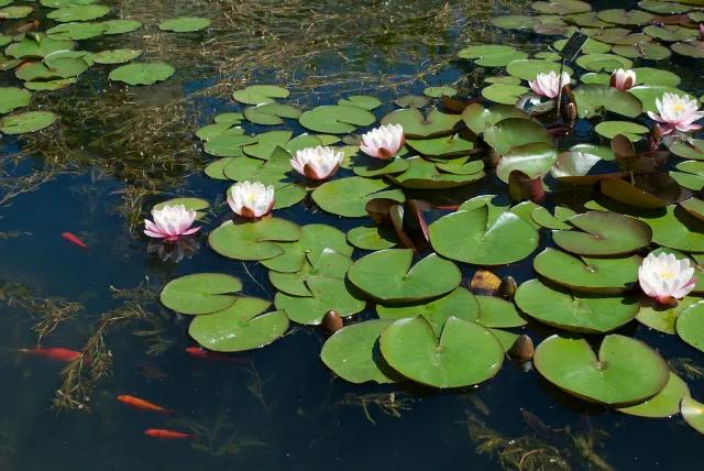 Water lilies at the University of Oxford Botanic Garden