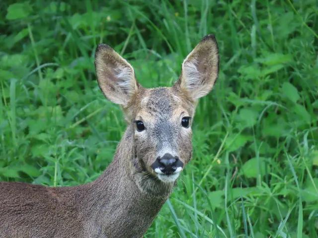 A female deer, shoulders and head framed, looking at the camera