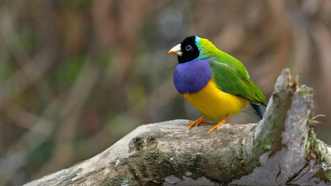 A Gouldian Finch sitting on a branch