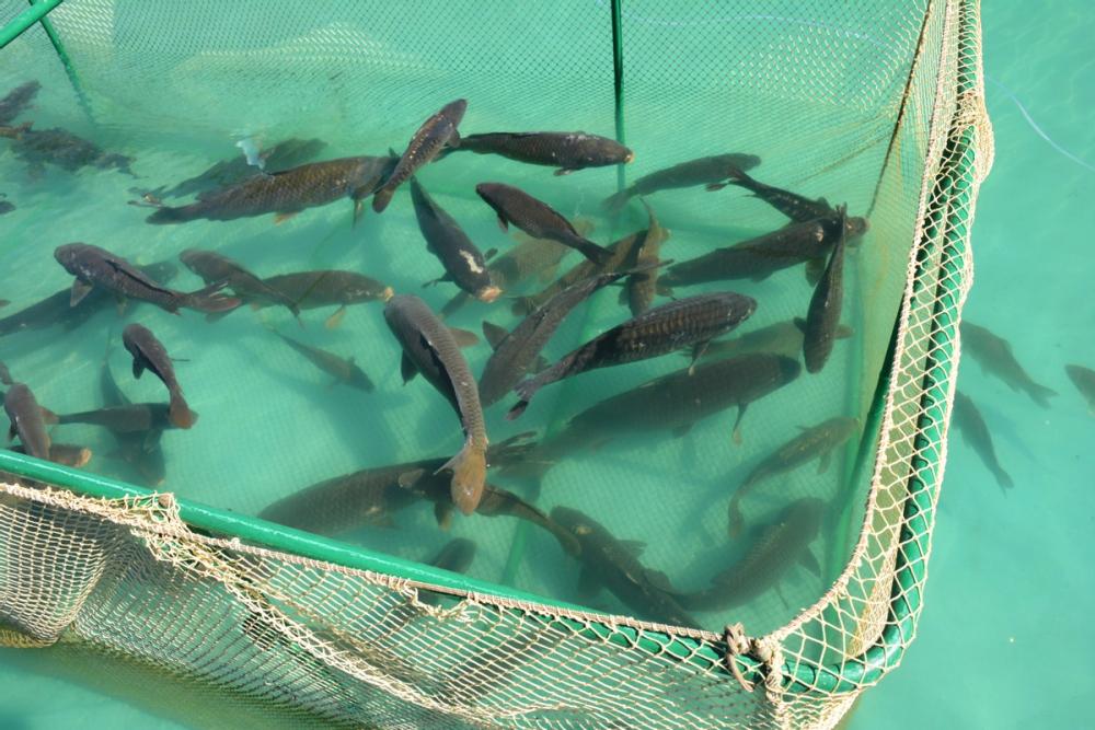 Bilde av levende fisk som også er å anse som varelager for sjømatsbedrifter