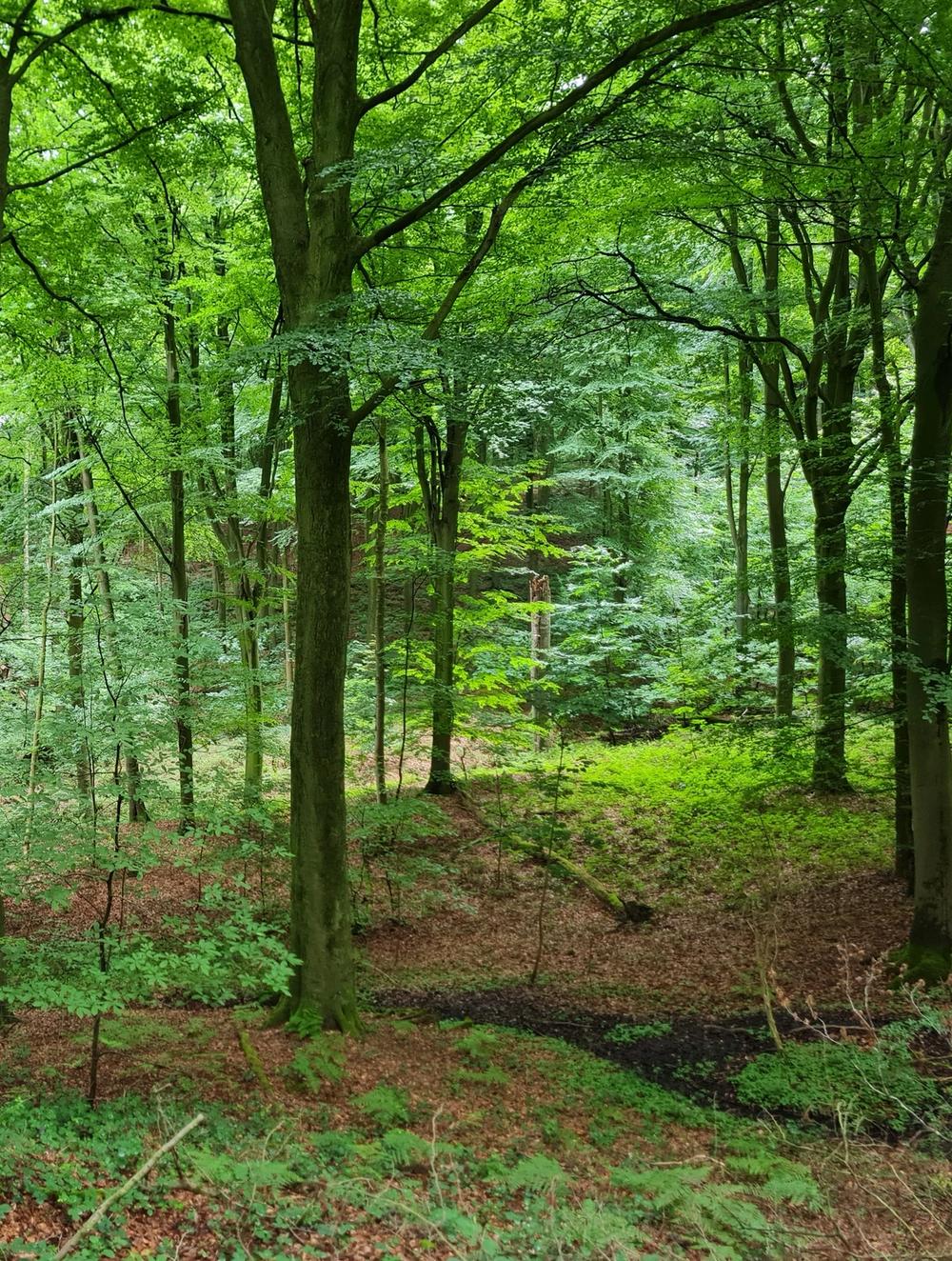 Kluisbos