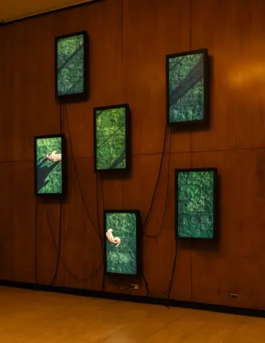 Six monitors showcasing various nature photographs are mounted on a wooden wall in a room with wooden floors.