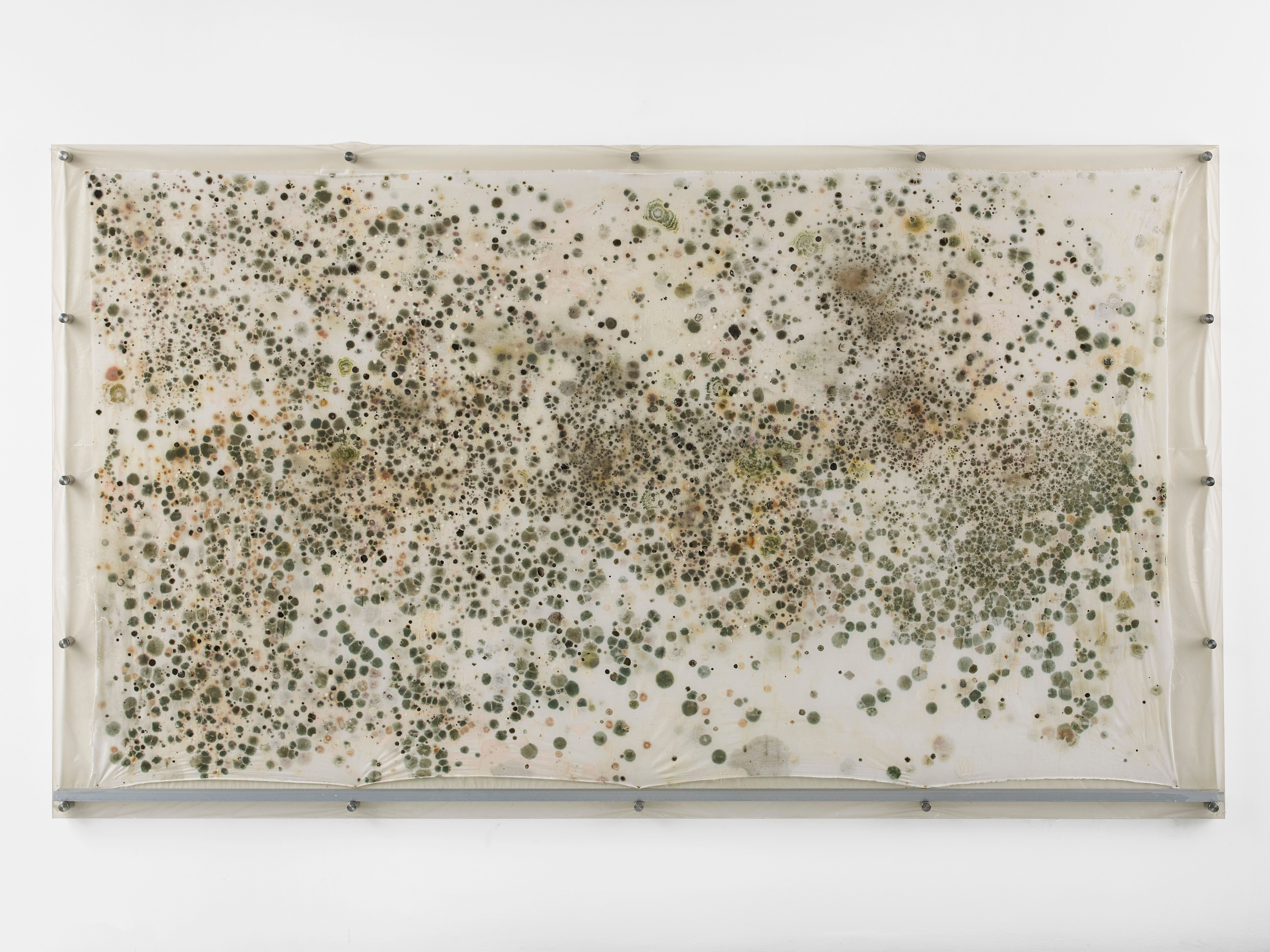 A biological artwork displaying a canvas filled with mold spots and organic patterns.