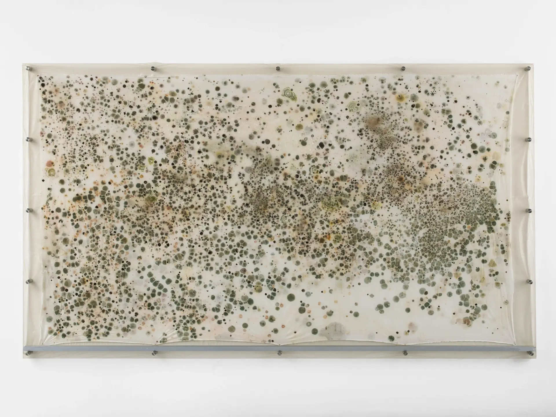A biological artwork displaying a canvas filled with mold spots and organic patterns.