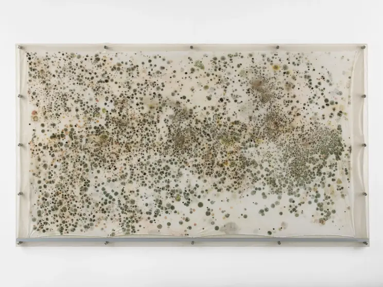 A biological artwork displaying a canvas filled with mold spots and organic patterns.