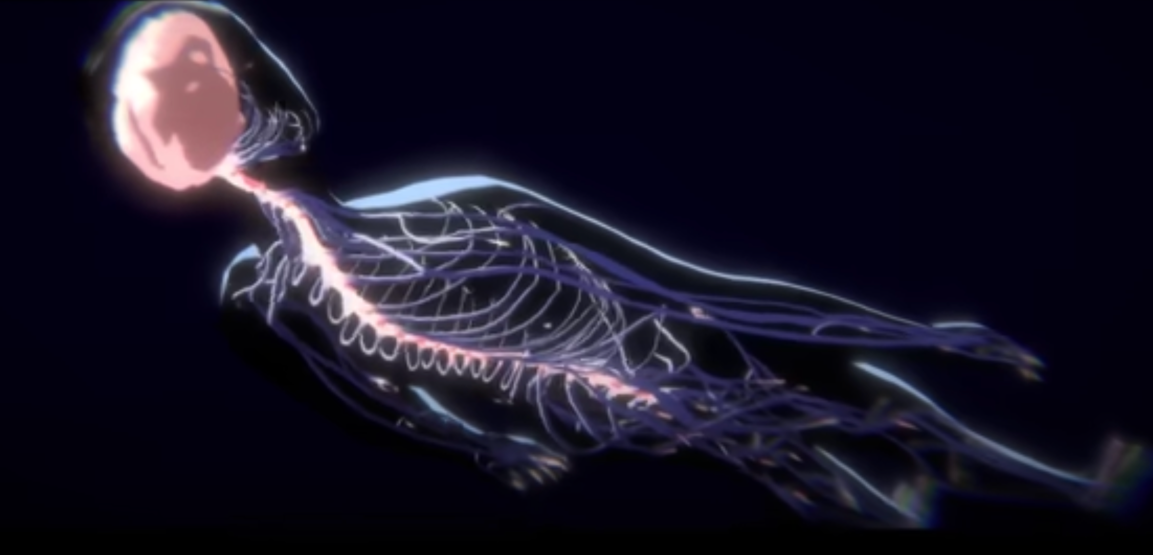 A visual representation of a human neural system, resembling a silhouette, set against a stark black background.