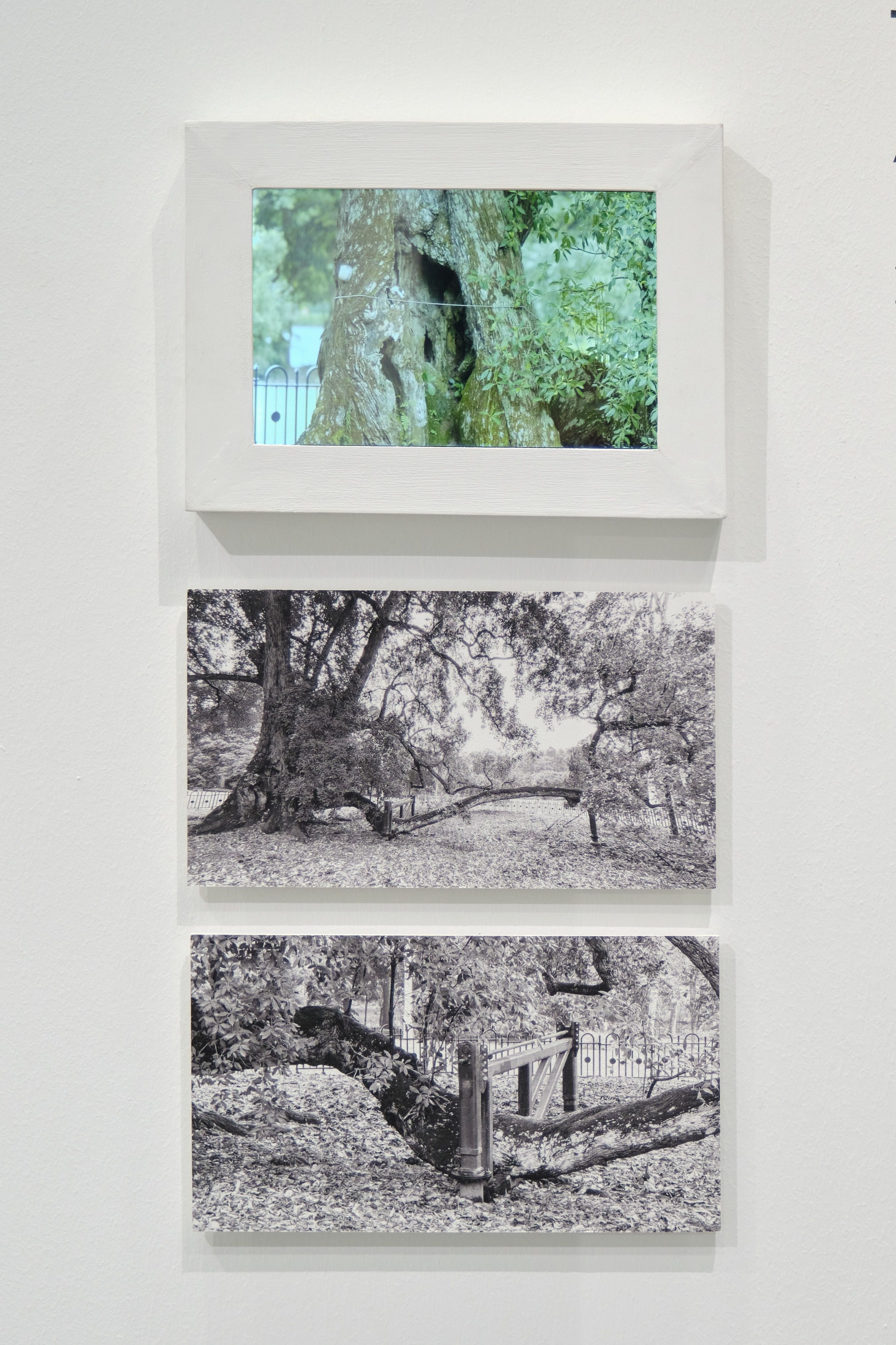 Triptych featuring a color video of a tree and two black and white photos of sprawling tree branches.