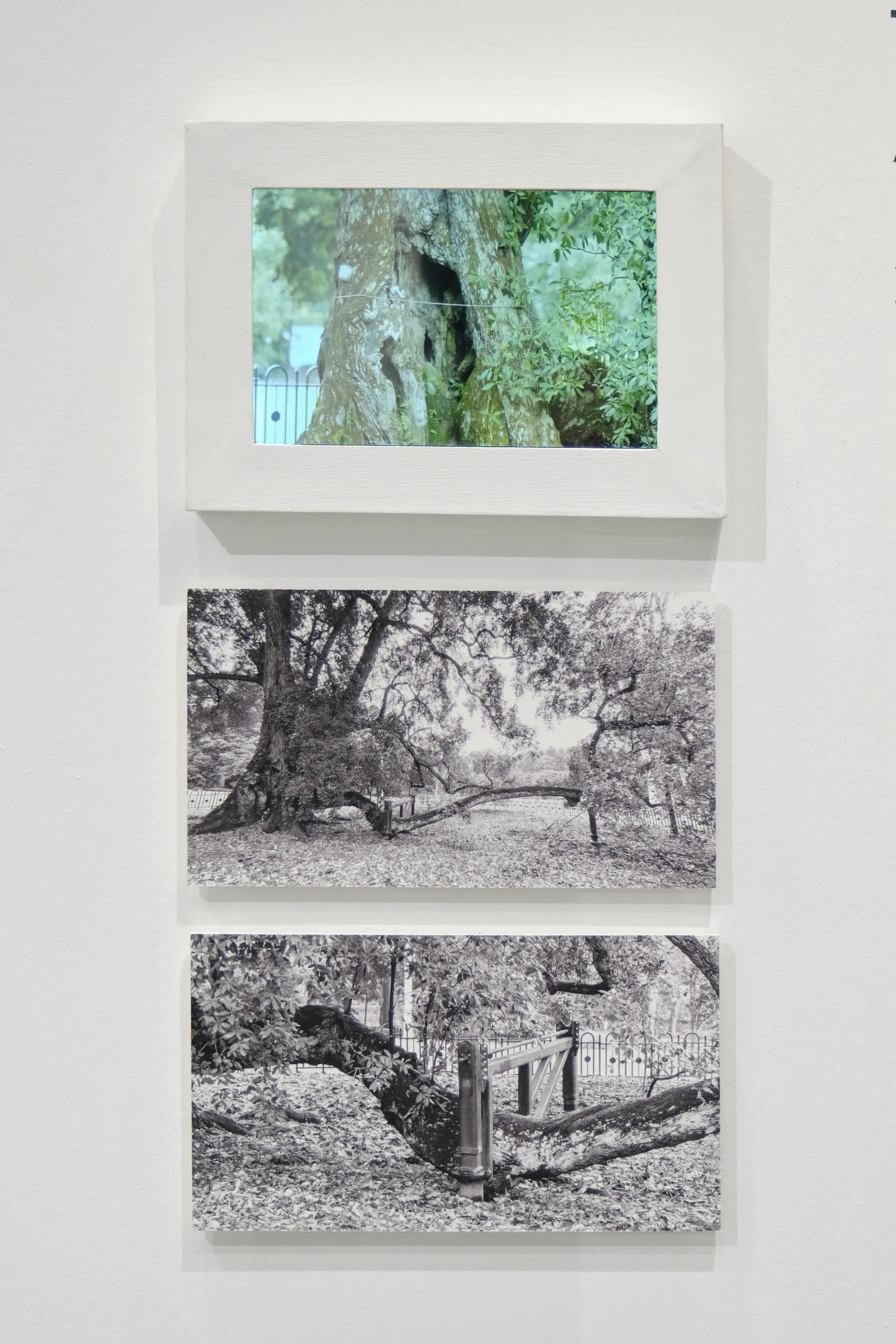 Triptych featuring a color video of a tree and two black and white photos of sprawling tree branches.