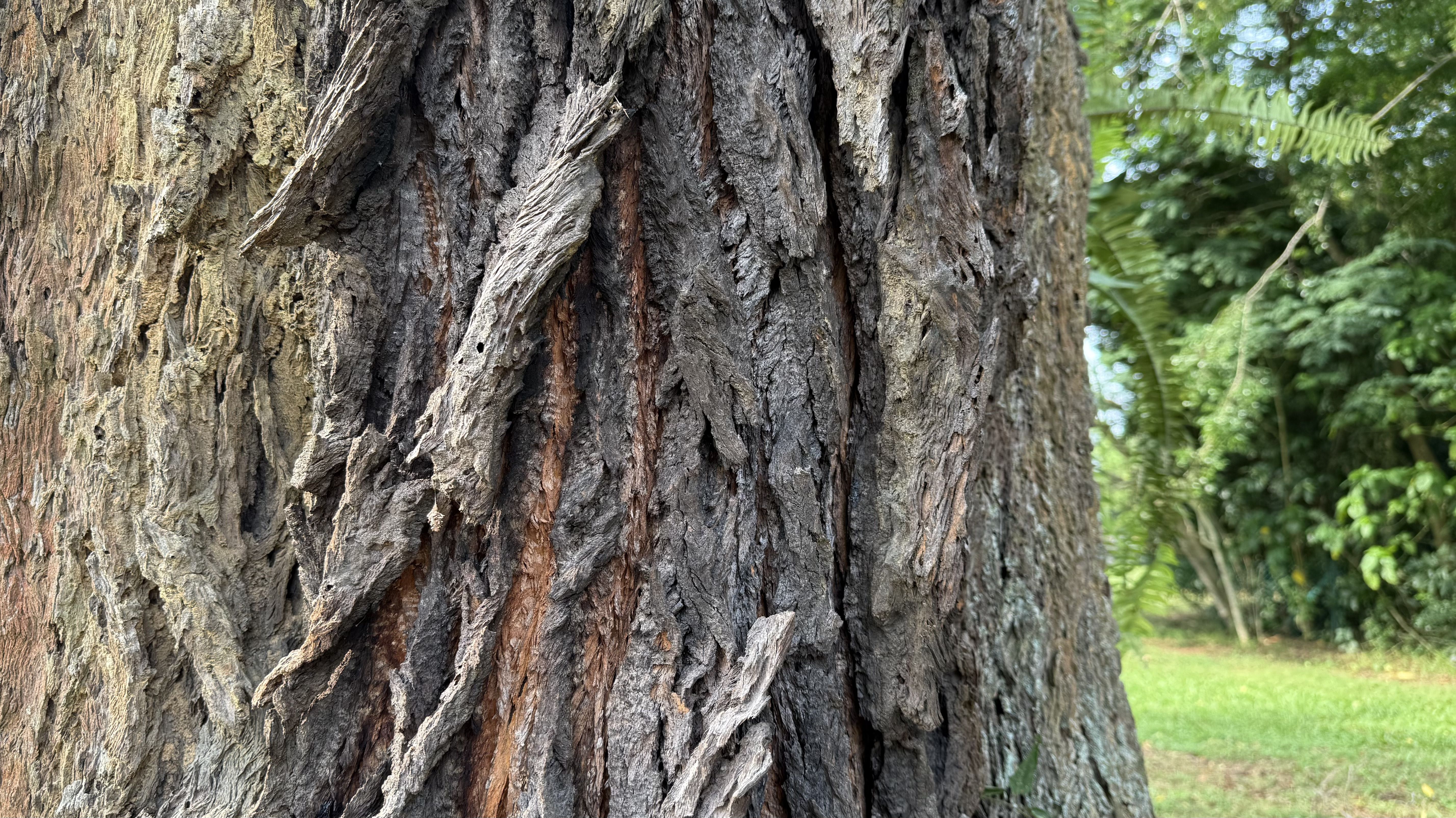Close-up of rough, textured bark of a Tembusu tree.