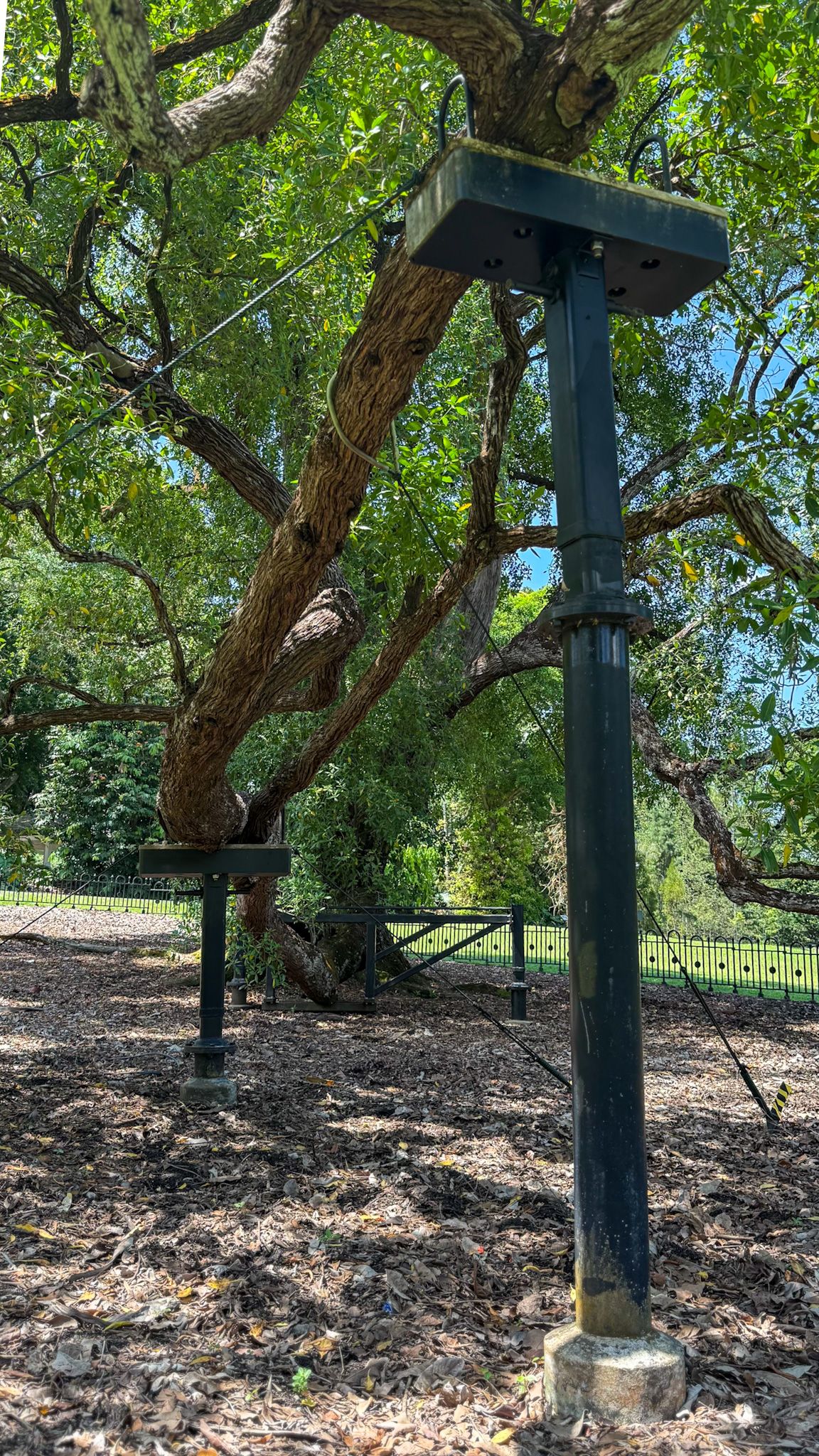 Large tree branch supported by metal posts and wires in a garden setting.