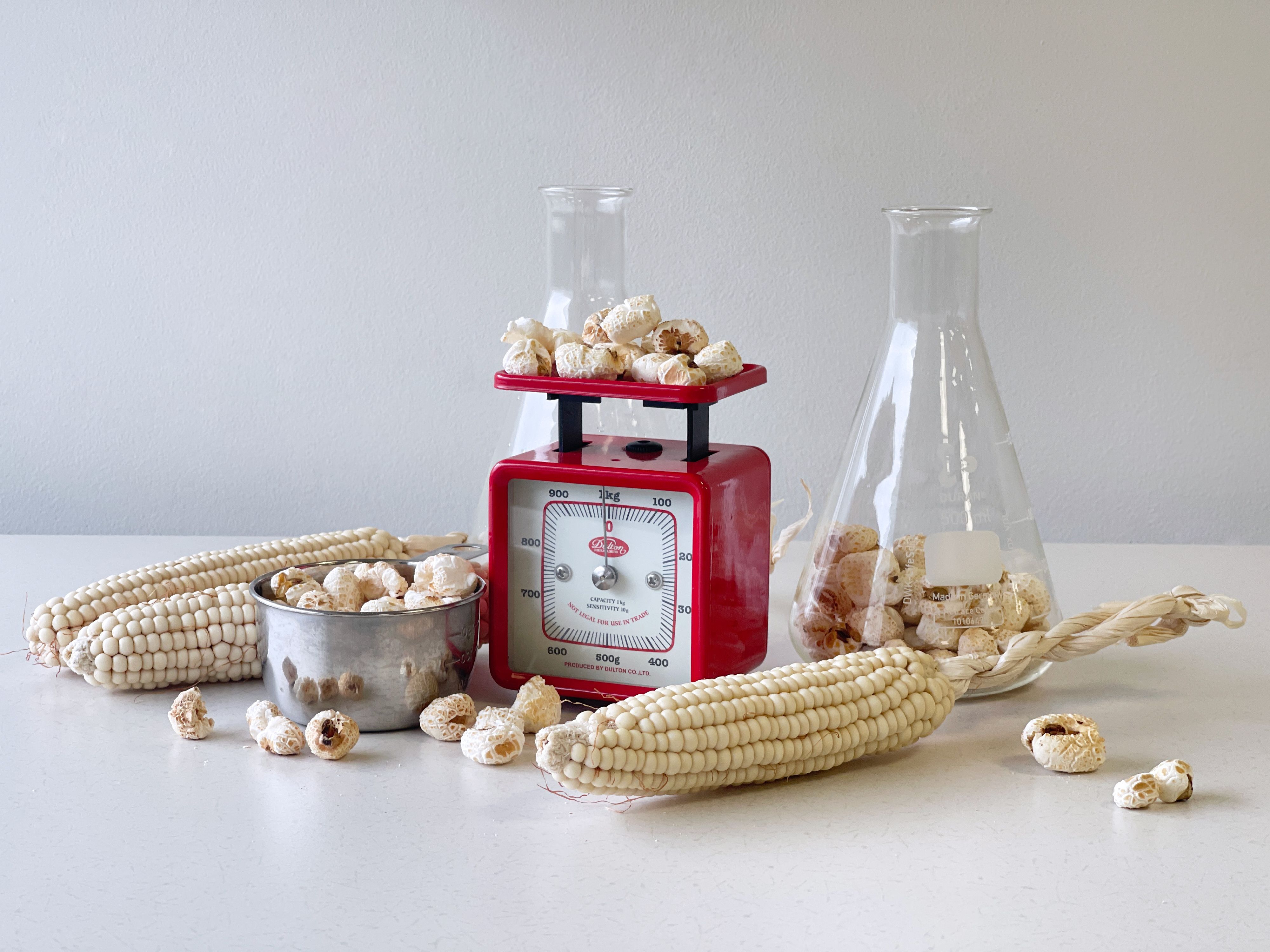 A scale, beakers, and husks of corn sit on a white table.