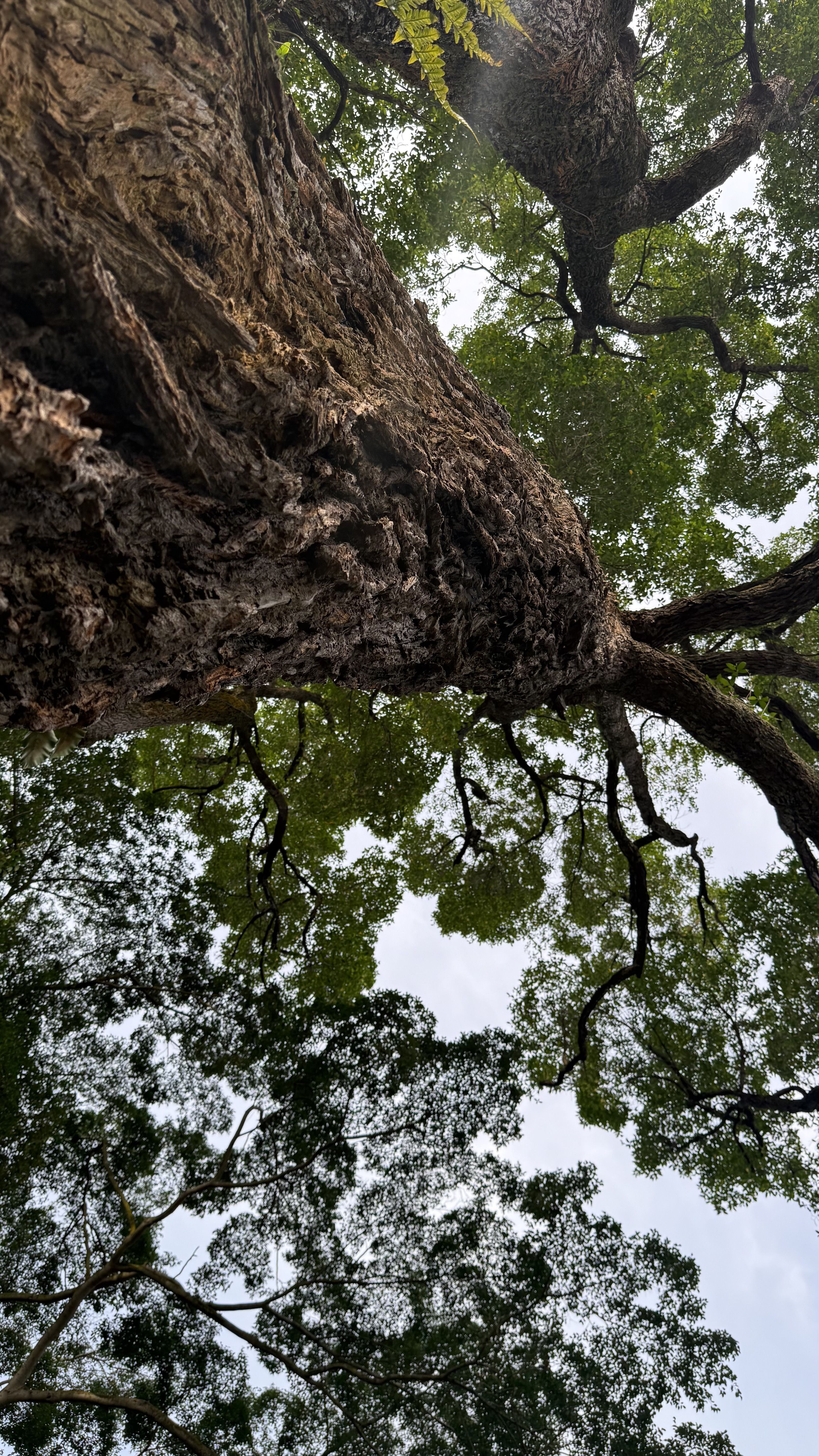 Dramatic low-angle view looking up the trunk of a Tembusu tree into its spreading branches.