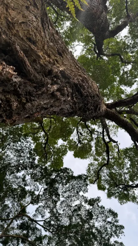 Dramatic low-angle view looking up the trunk of a Tembusu tree into its spreading branches.