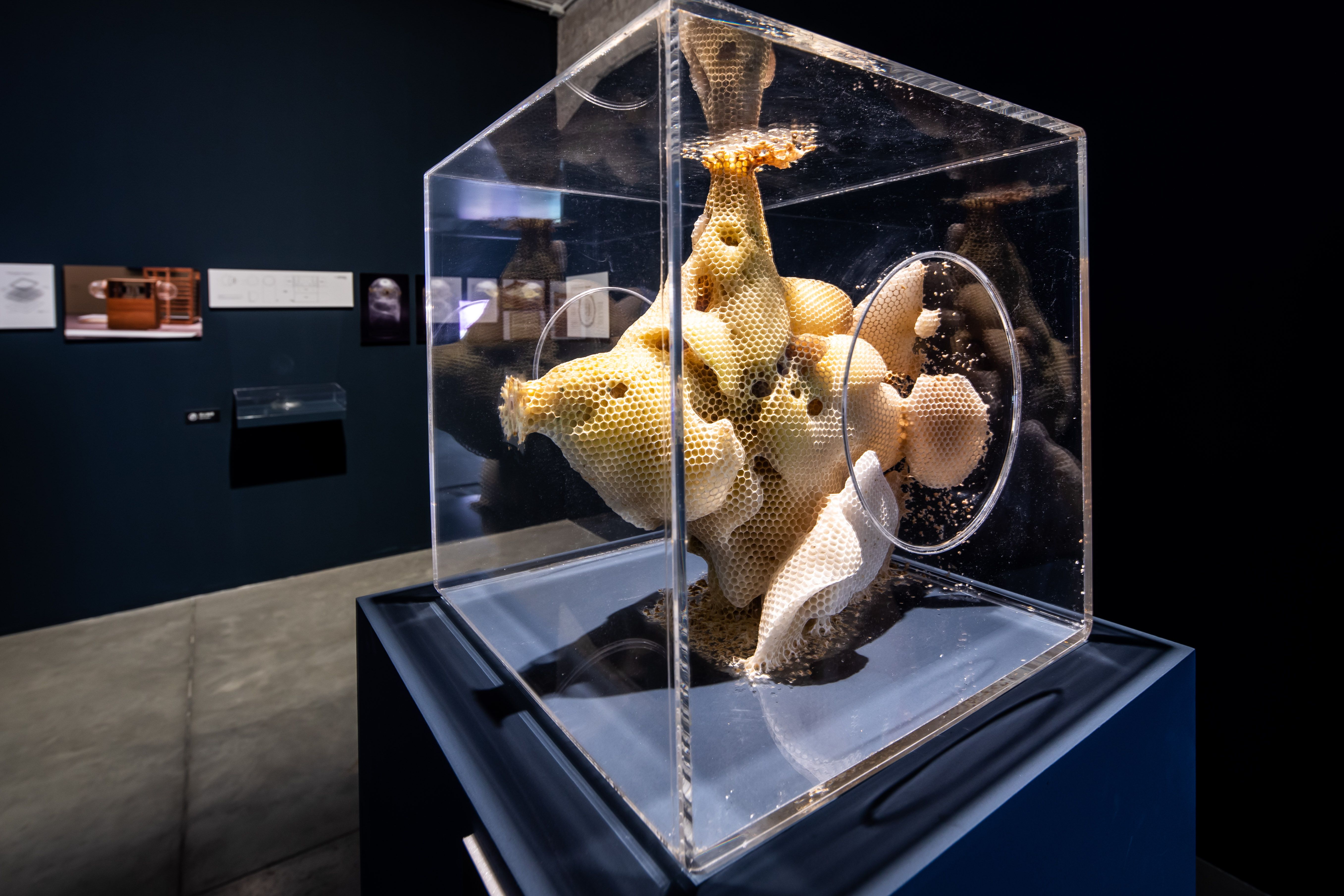 Sculptural beehive structures inside a clear display case.