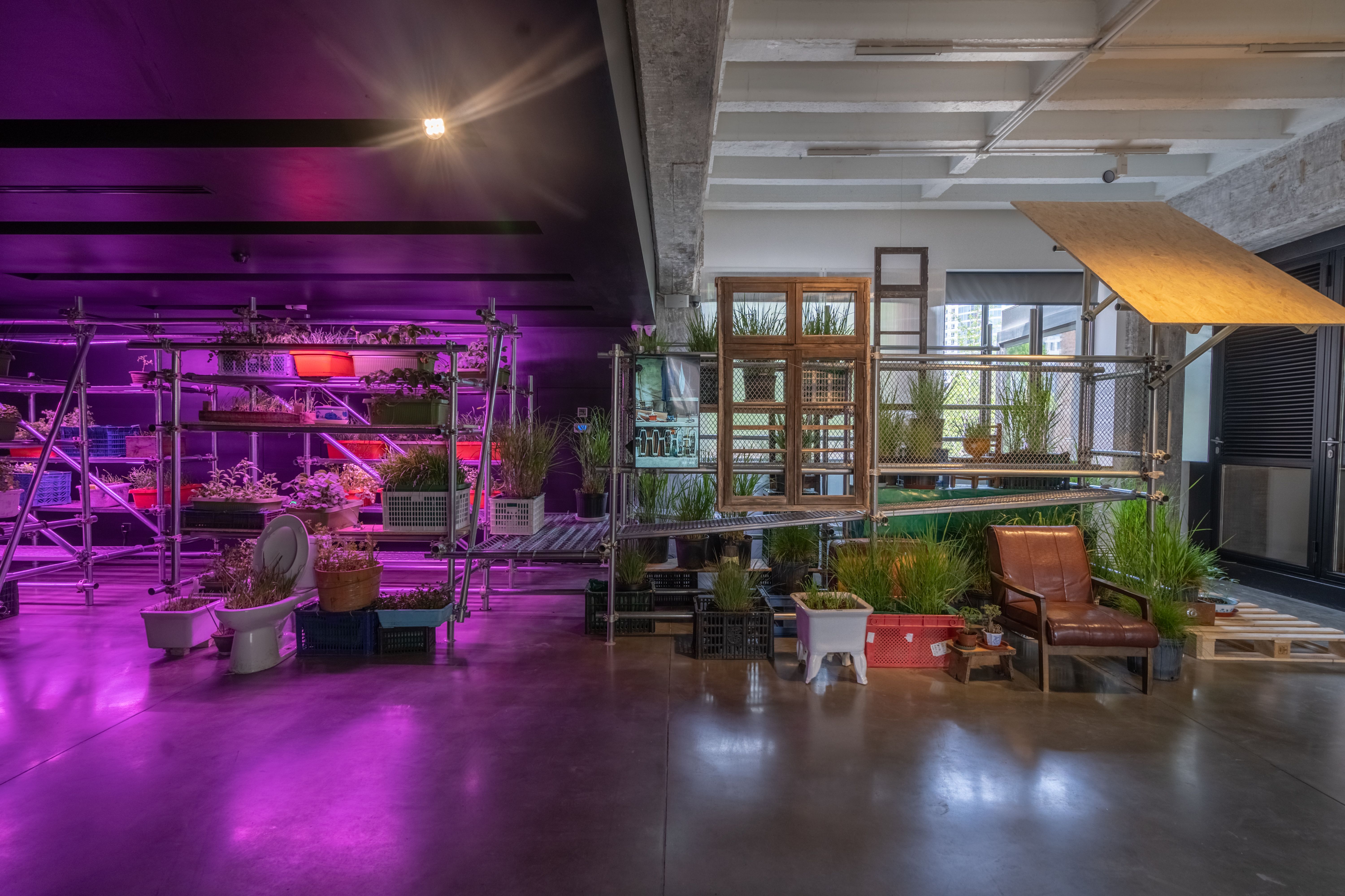 Purple-lit indoor garden with plants on metal shelves and eclectic urban furniture.