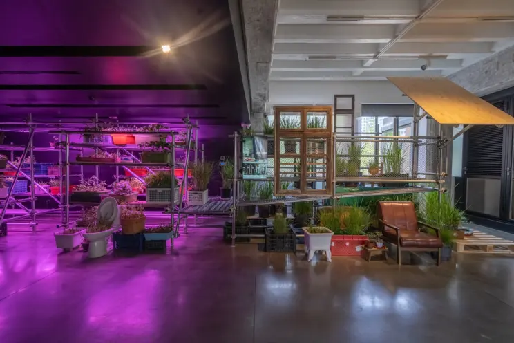 Purple-lit indoor garden with plants on metal shelves and eclectic urban furniture.