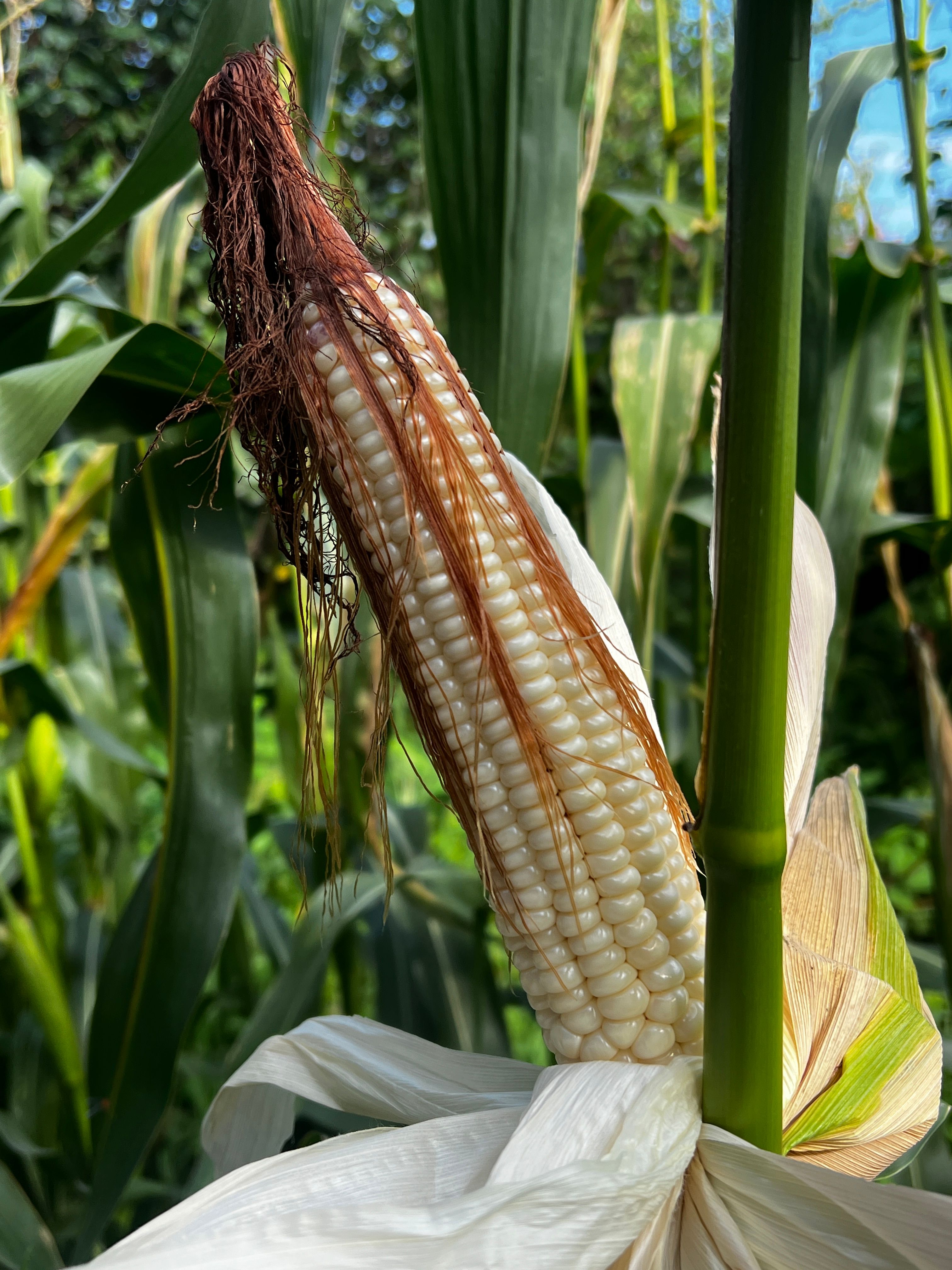A photograph of a corn stalk in a cornfield.