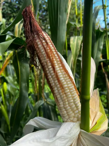 A photograph of a corn stalk in a cornfield.