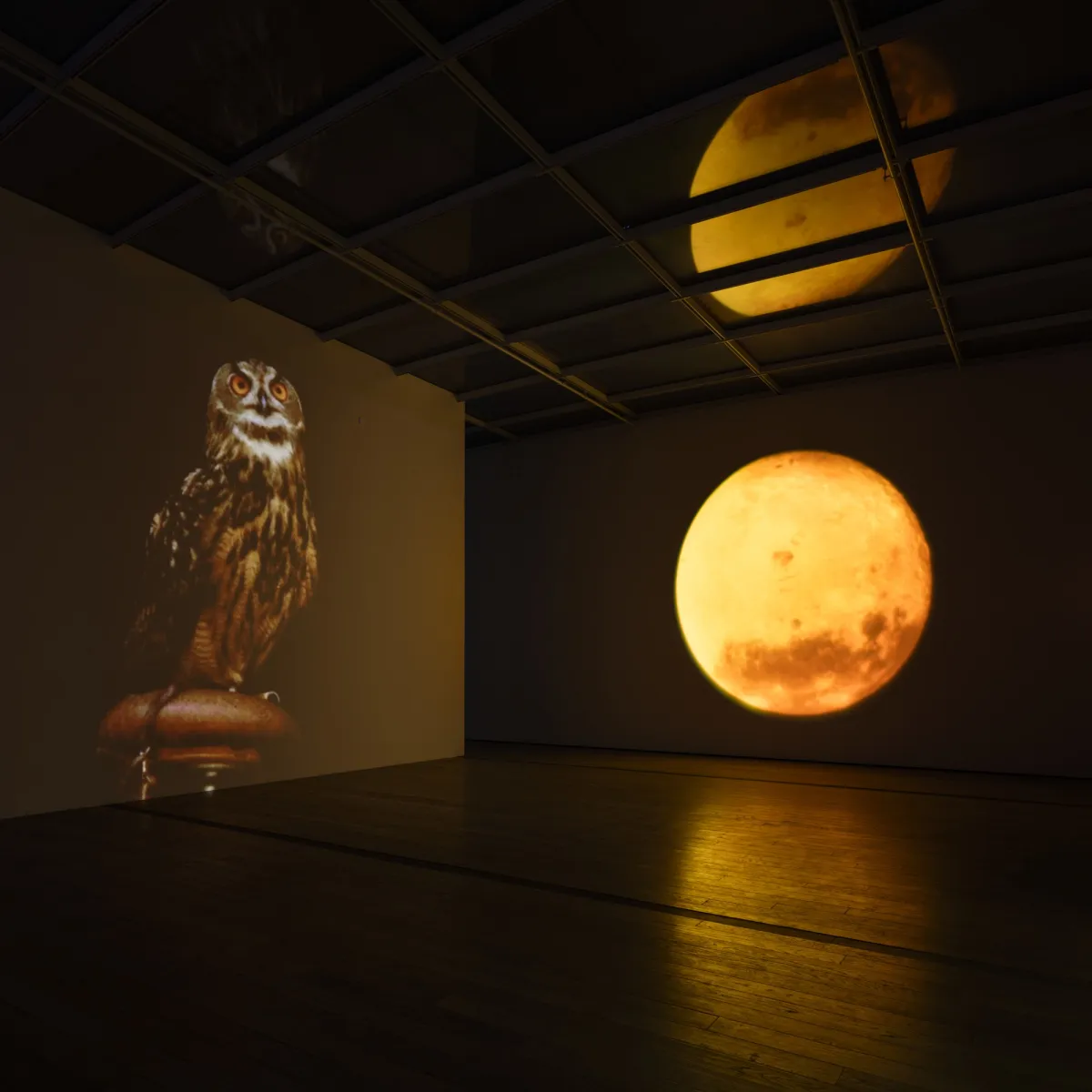 A projection of the moon illuminating upfront on a gallery wall, casting reflective hued light onto the floor and ceiling. On a sidewall, a separate projection showcases an owl. Part of the Diana Thater: The Sympathetic Imagination exhibition at the Los Angeles County Museum of Art.