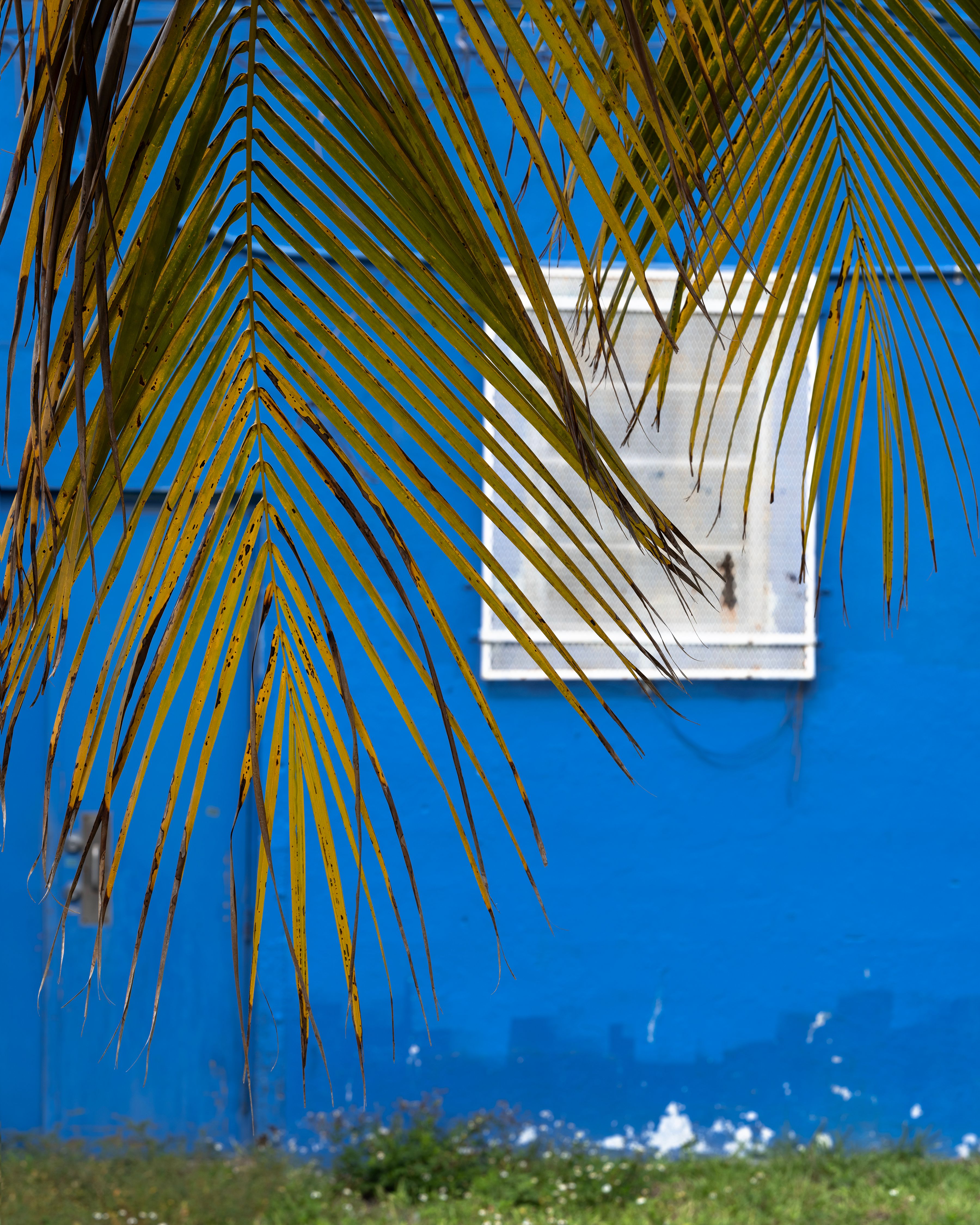 Bright blue wall framed by golden palm fronds on a sunny day.