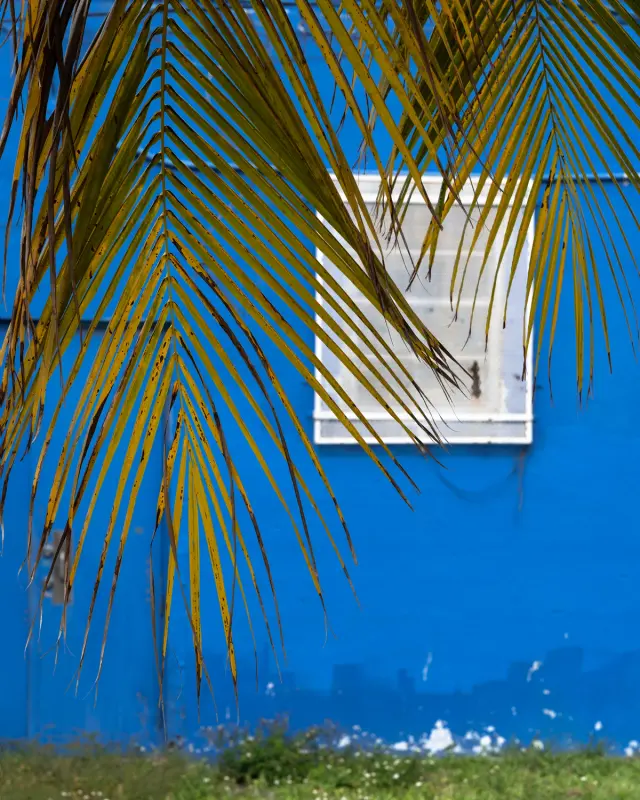 Bright blue wall framed by golden palm fronds on a sunny day.