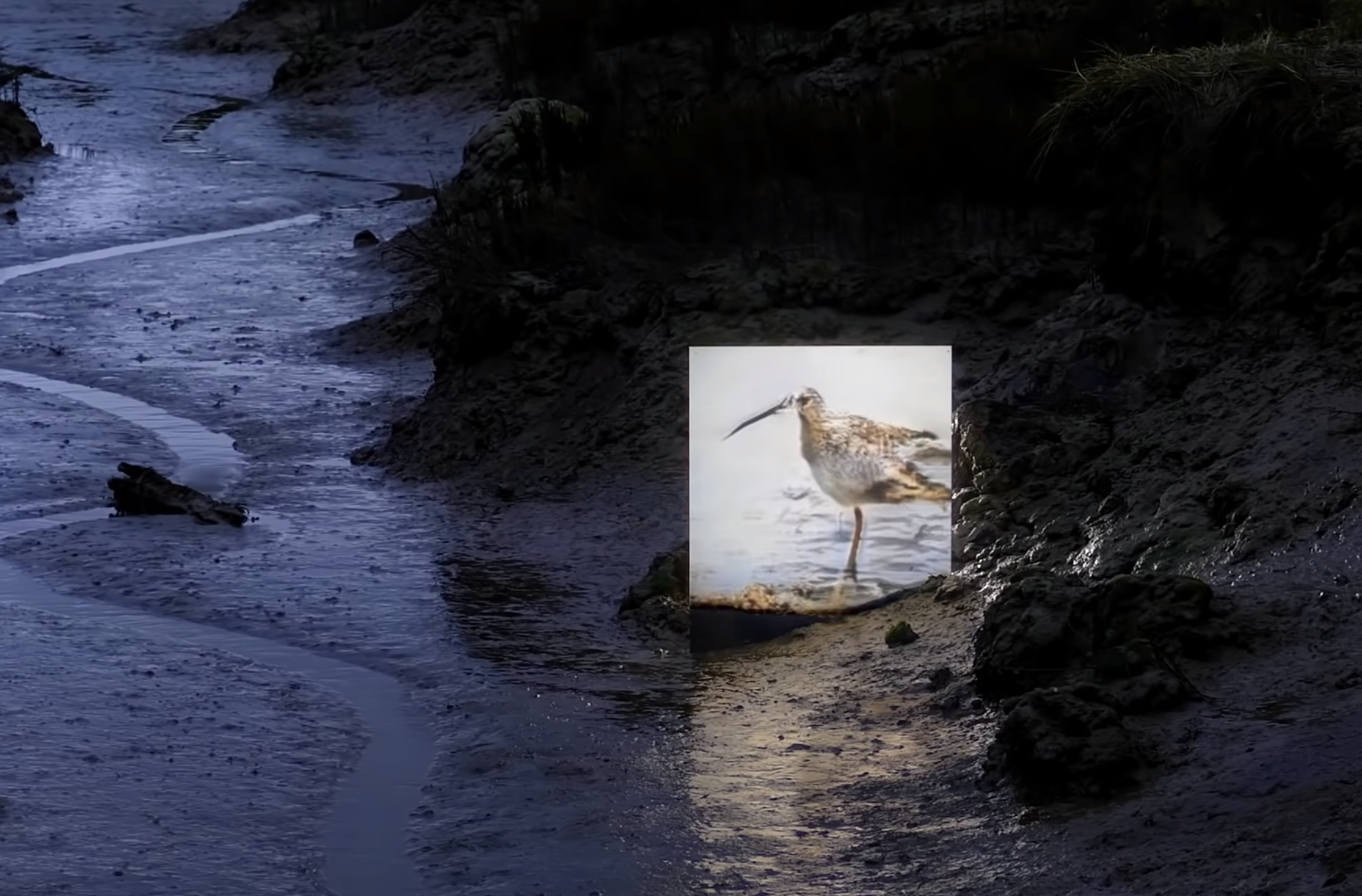 A square photograph captures an Eurasian Curlew standing on the edge of a muddy coast. The scene is enriched by the muted ...