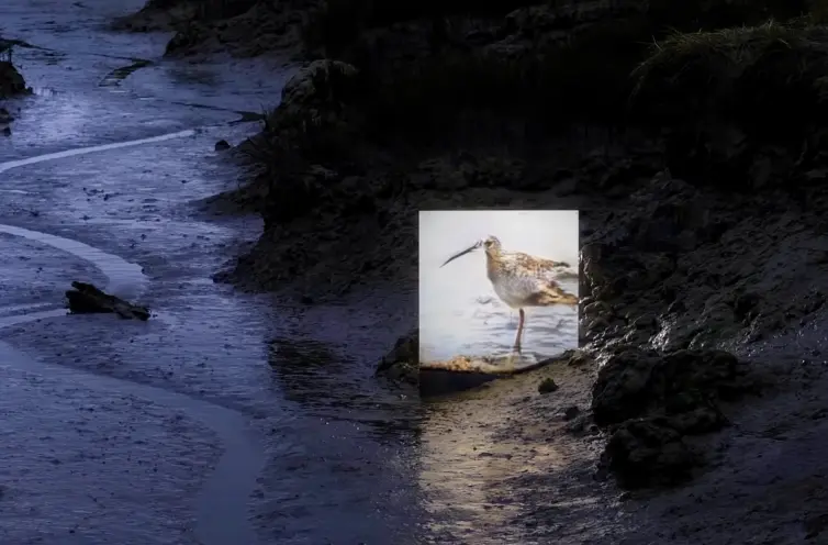 A square photograph captures an Eurasian Curlew standing on the edge of a muddy coast. The scene is enriched by the muted ...