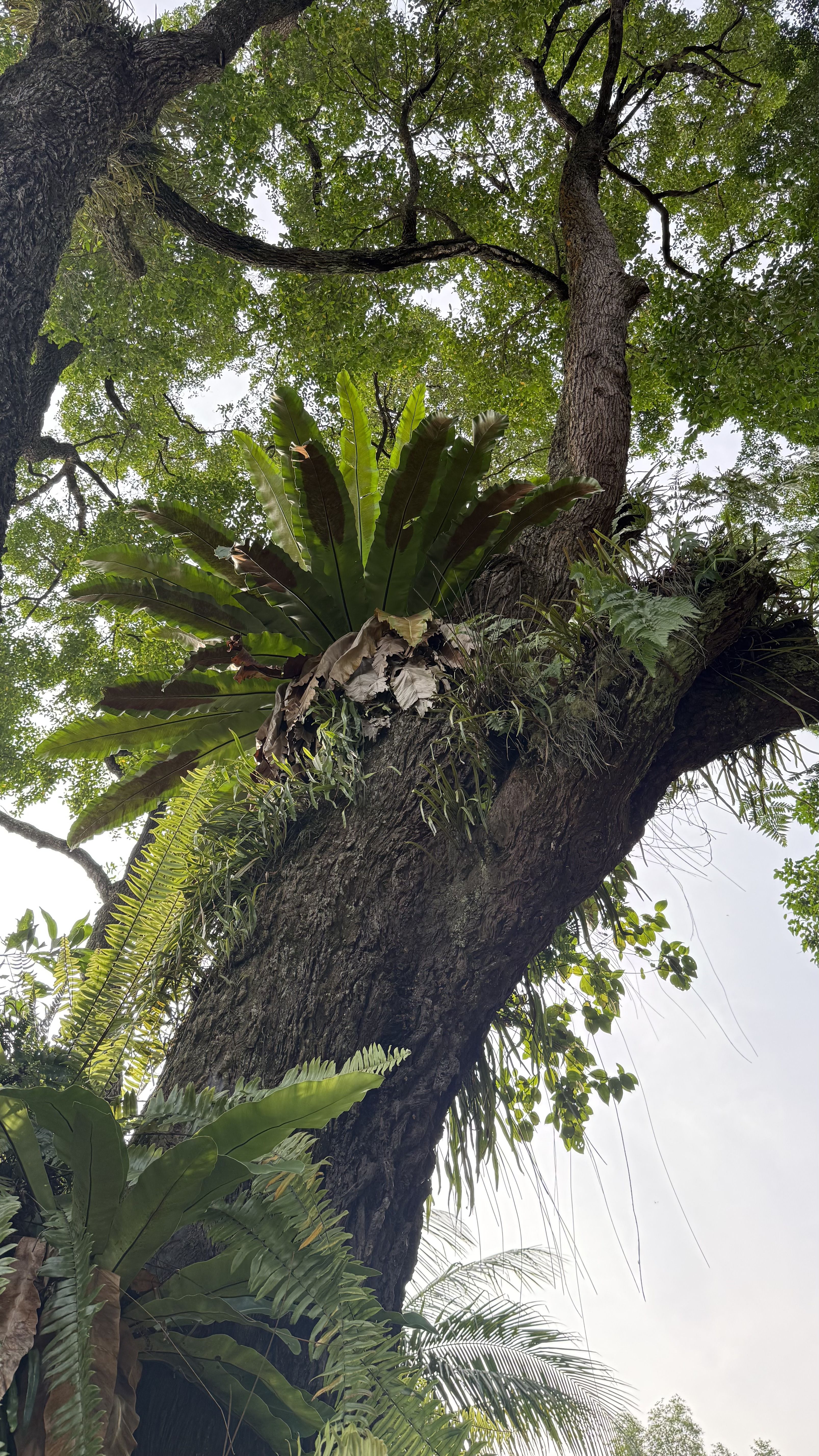 Ferns and epiphytes growing on the lower branches of a Tembusu tree, with the tree canopy above.