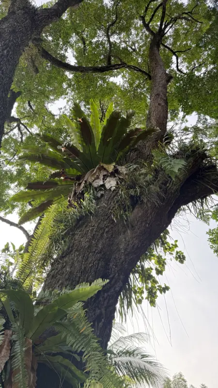 Ferns and epiphytes growing on the lower branches of a Tembusu tree, with the tree canopy above.